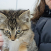 内蒙古的女大学生宿舍偷偷养了只流浪猫，过年回家带不走，找我