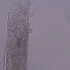 显微镜下秀丽隐杆线虫C.elegans胚胎分裂