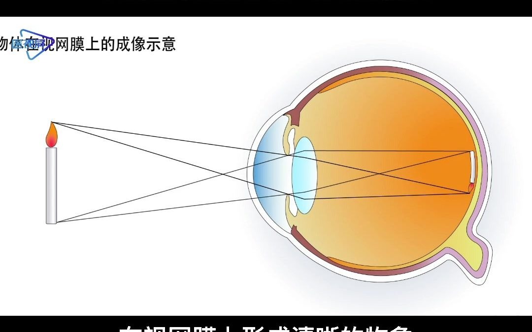 动画演示：眼的结构与功能