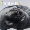 🦉节后躺平豹，萌力全开