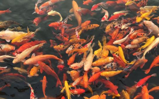 【空镜素材】好运锦鲤