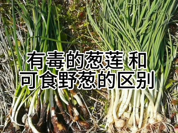 这种与野葱（薤白）极为相似的植物，大家一定要认识，误食会中毒！轻者呕吐、拉稀，重者昏迷、抽搐。