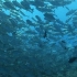 海底世界的深海鱼群，海底恐惧症治愈视频