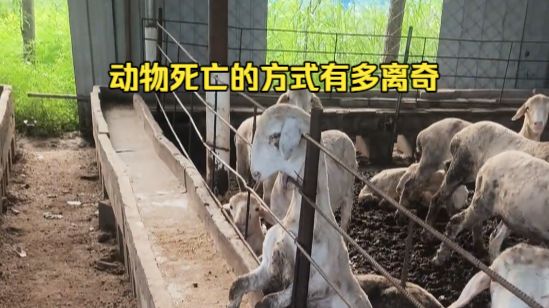 动物离奇死亡鉴定55