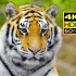 【4K HDR 60帧】放松解压：超高清动物世界 231229 | 来源：8K Paradise