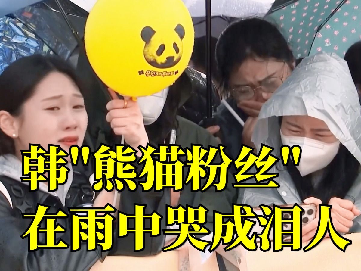 “超级明星”旅韩大熊猫“福宝”回国，姜爷爷对“福宝”深情告白