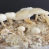 “返祖”的金针菇，头大、腿短，味道更好？
