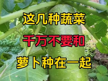 这几种蔬菜千万不要和萝卜种在一起