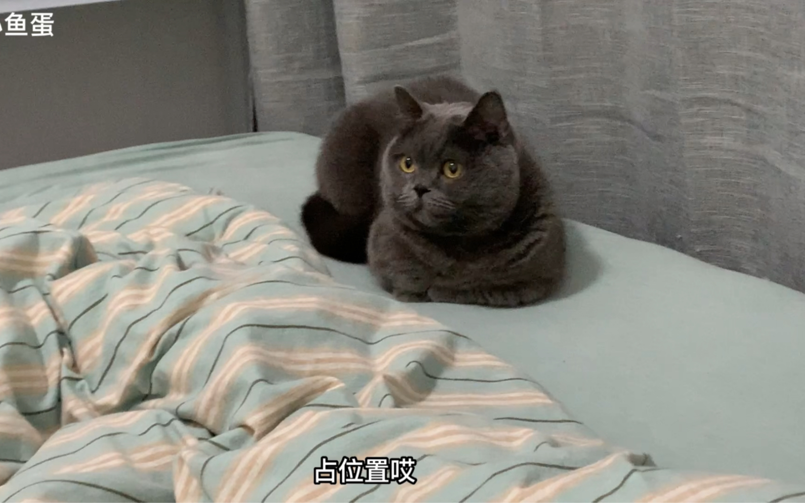 很有分寸感的猫咪，每天准时上床睡觉，只占床角一个小角落～