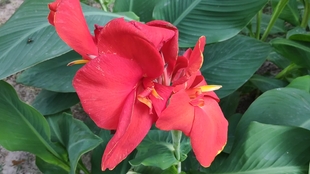 1bbd03022026fa0e030a9c841be926ee039cf4af.jpg@310w_174h_1c_100q.jpg