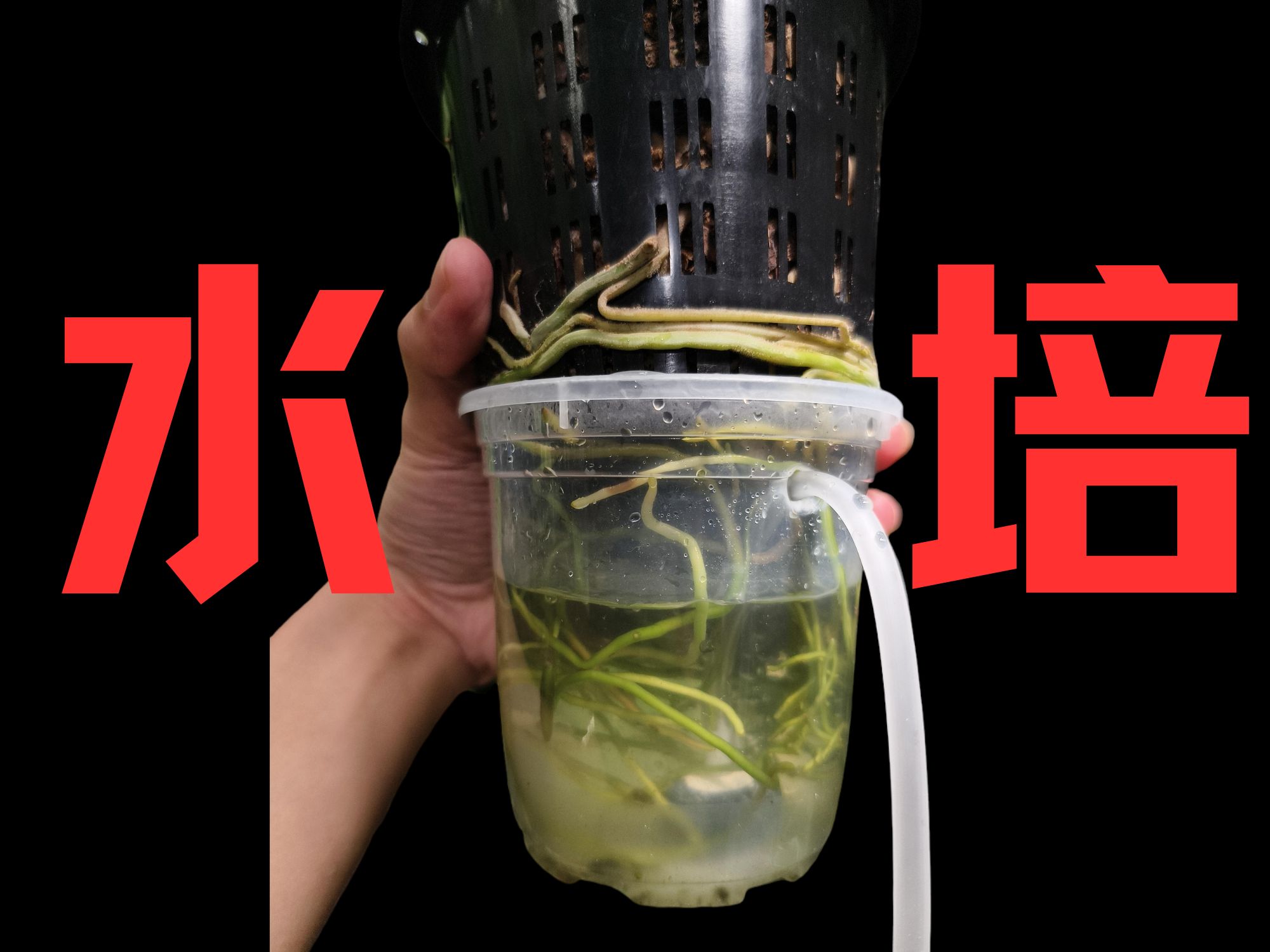 为什么你的水培植物老烂根？