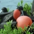 BBC纪录片：军舰鸟的奇妙求偶方式