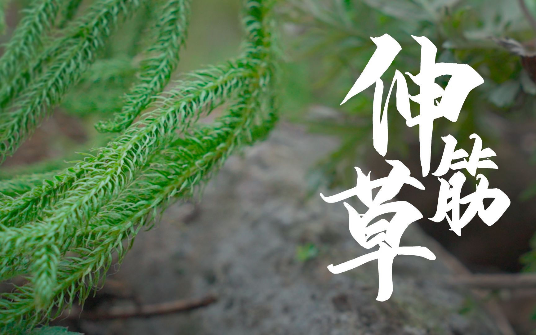 《百医百草百方》047-伸筋草