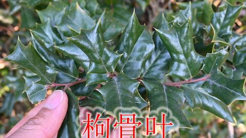 1c08e7148fd9dfd14479b04b4d394a70e005cb6b.jpg@480w_270h_1c