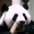 【大熊猫囡囡】小竹筒做错了什么? 囡囡：努力，努力，我能行！