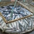 鲑鱼的一生｜现代化养殖和生产三文鱼
