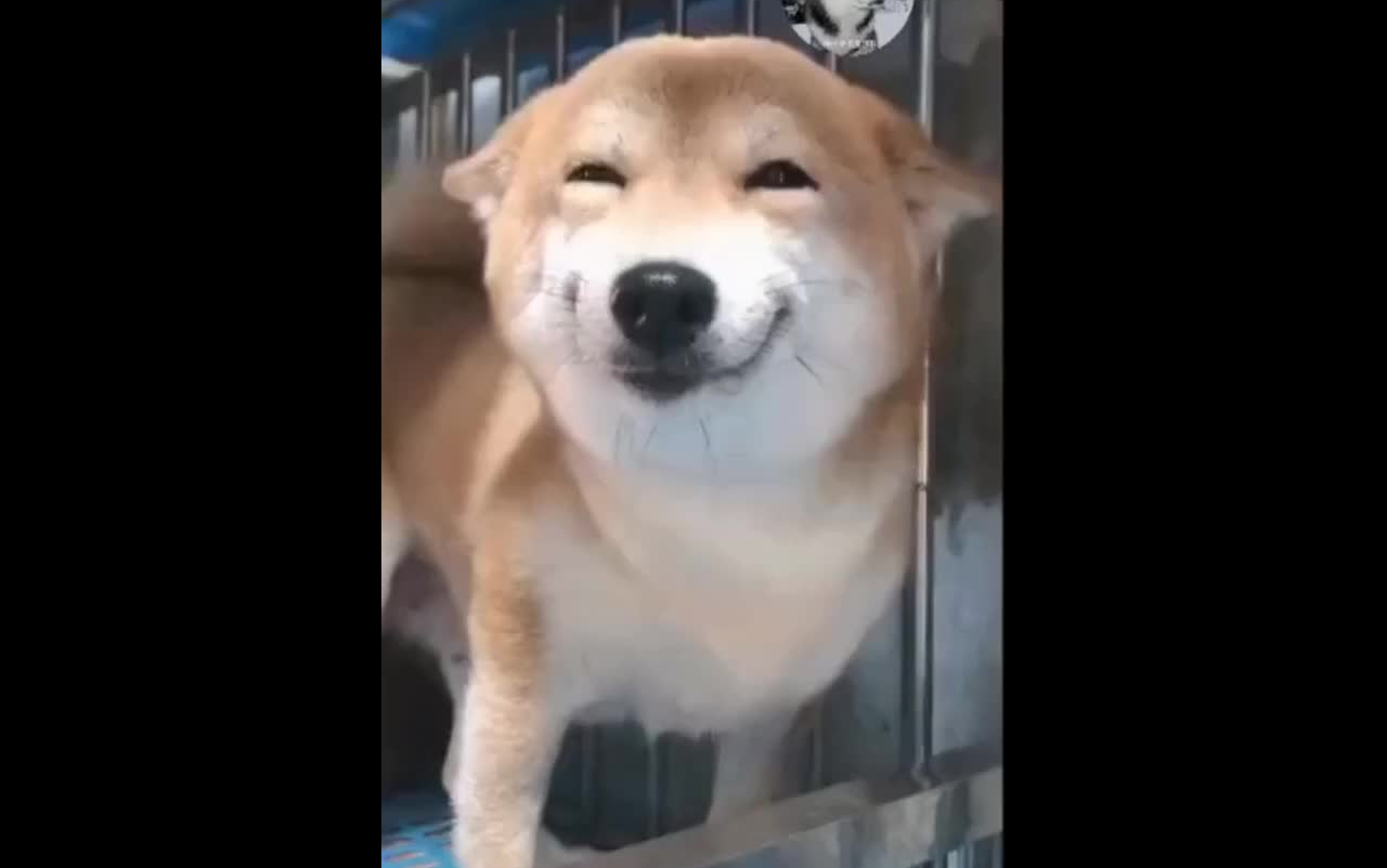 这只柴柴笑得太治愈了吧,今晚加鸡腿!