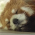 厚实的熊掌是很舒服的枕头，午睡的【小熊猫】耳朵上有只小虫