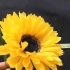 【皱纹纸花】教你制作向日葵