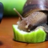 【动物赤膊吃播】感受下蜗牛吃黄瓜的声音！戴耳机！