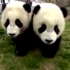 珍稀大熊猫生活-国家地理野生动物大熊猫纪录片