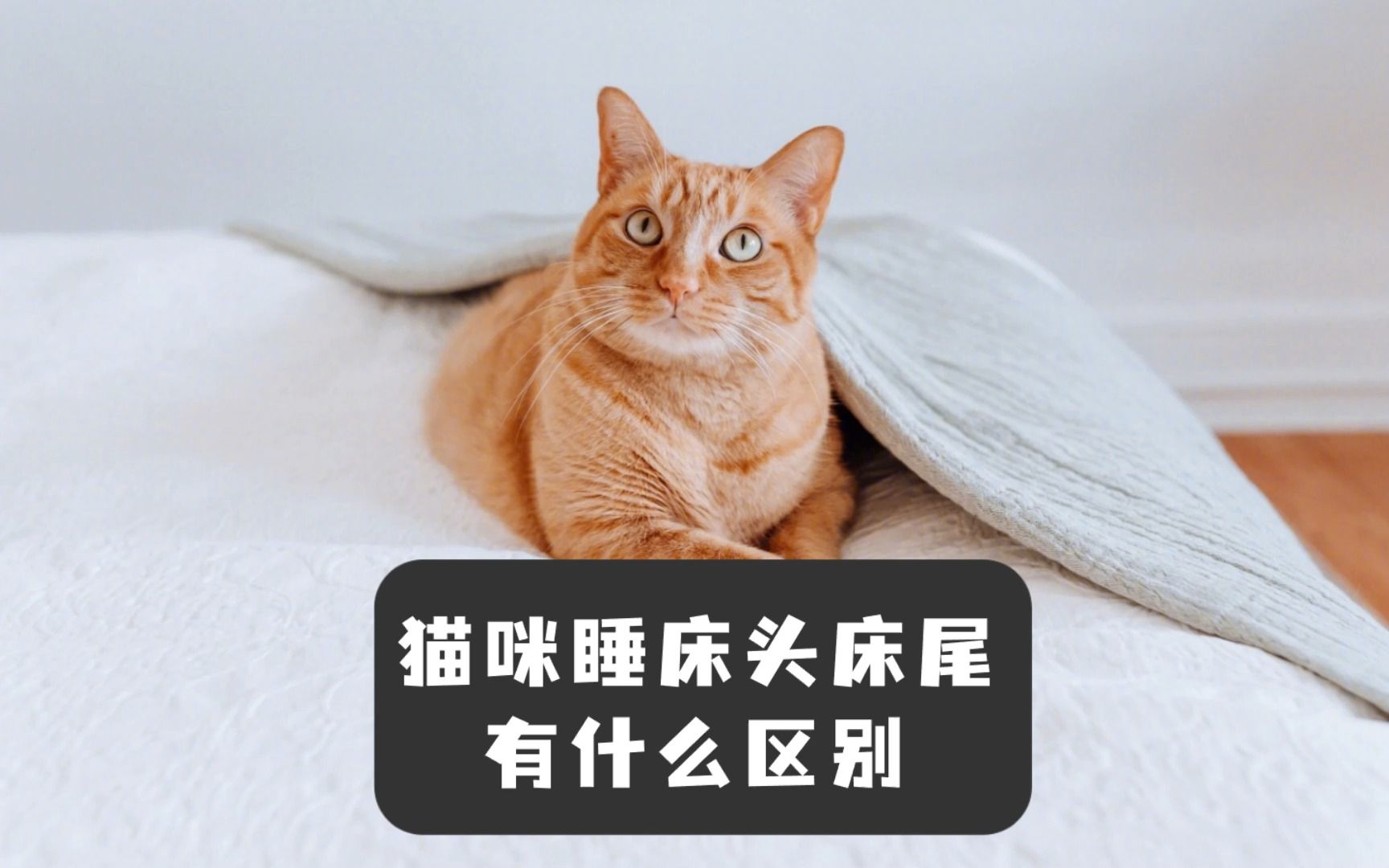 猫咪喜欢睡在床头和床尾，这个表现有什么区别吗？