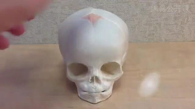 [解剖学与生理学]婴儿头骨的囟门介绍
