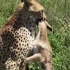 猎豹vs鬣狗vs豹子寻找食物