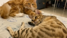 猫咪怎么样才会吐舌头 1c944e5ca1ac3250b2e703204353ecfc873fade6.jpg@280w_158h_1c_100q.jpg