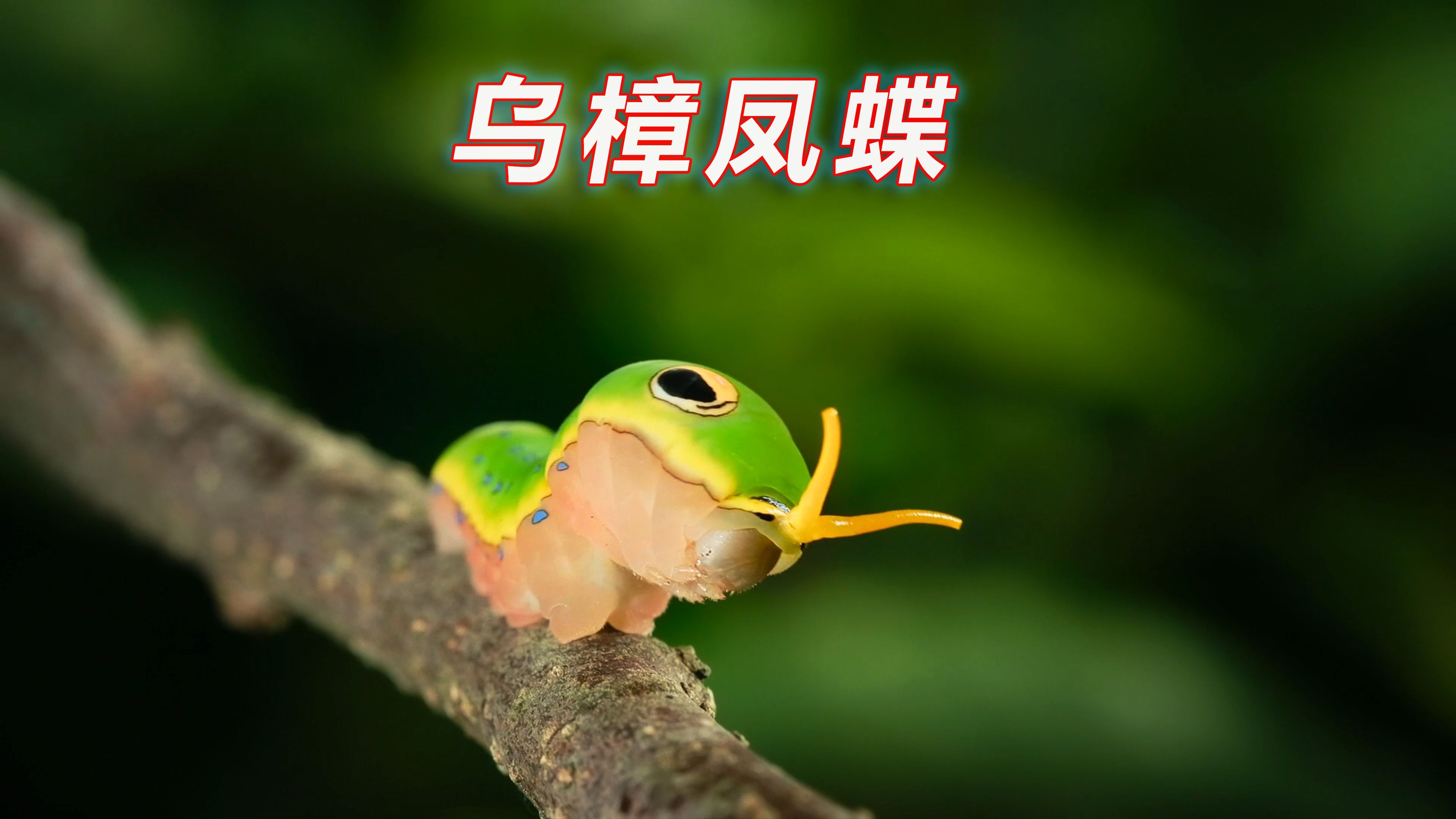 自然界的伪装大师：乌樟凤蝶幼虫，不仅会模仿鸟粪还会模仿蛇