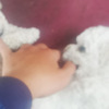 44天的比熊犬撕咬主人