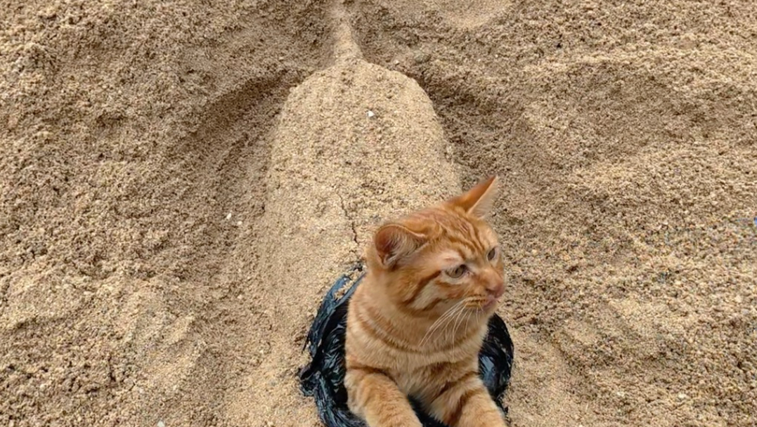 别装了，我知道你是古希腊掌管垃圾袋的猫