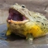 非洲牛蛙见到了食物非常的兴奋