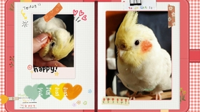 冬天怎么养鹦鹉 1cee5bc0879ad2e507cd607f9c84643604fc7790.jpg@280w_158h_1c_100q.jpg