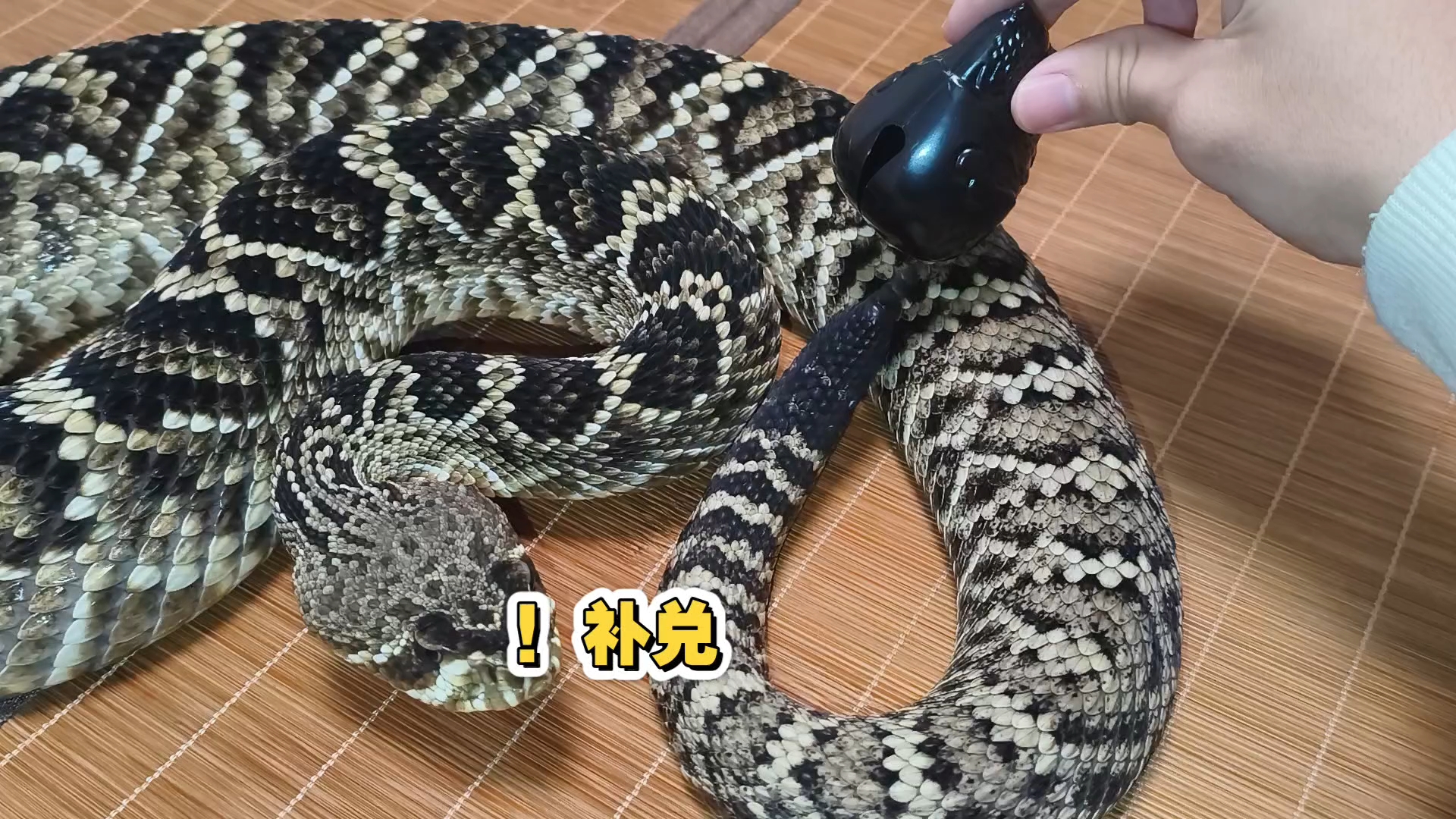 把响尾蛇响环拆掉再让它敲木鱼（）