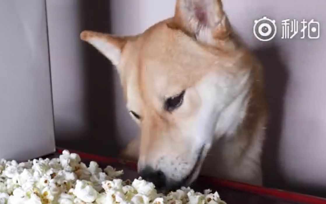 网红柴犬haru做的一个asmr版爆米花吃播视频,喜欢这样