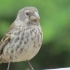 #Natural Selection-小鸟也能证明自然选择学说！Galapagos Finches