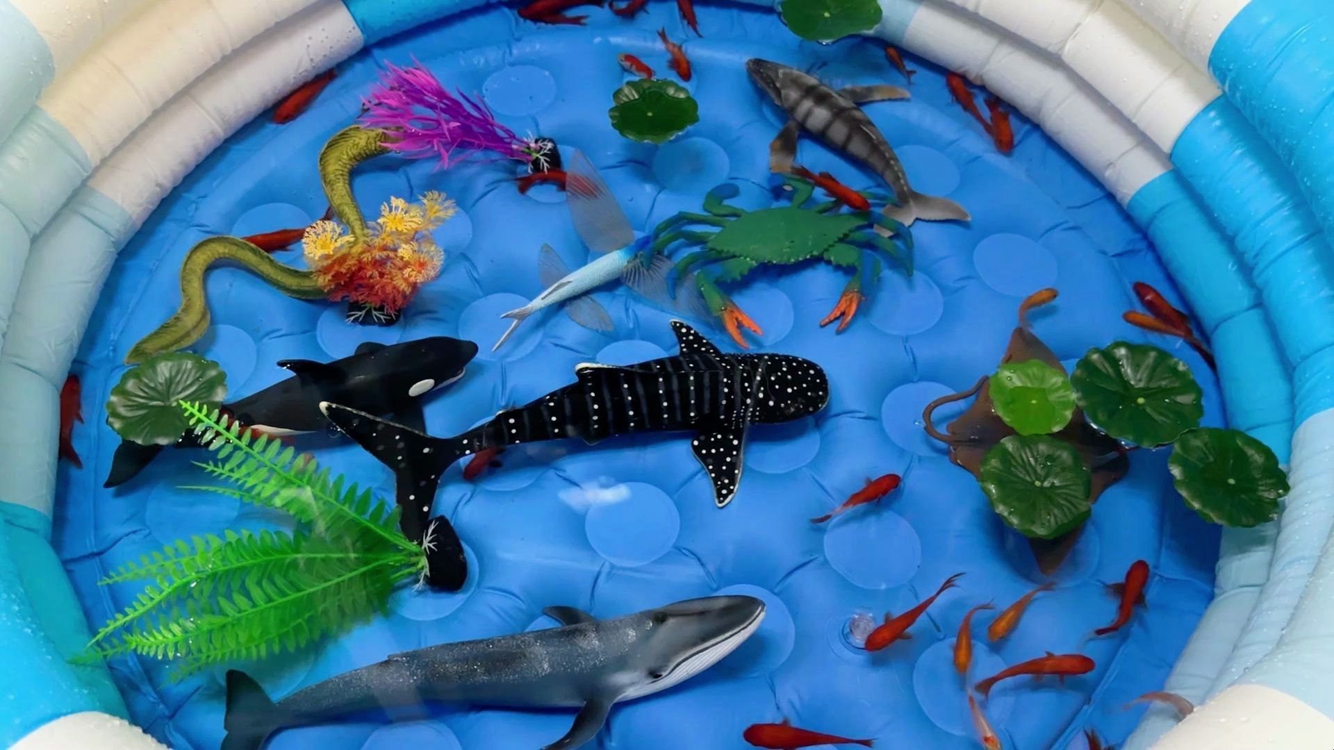 儿童早教益智玩具：给海洋动物玩具建造一个好看的水上乐园 认识鲸鲨虎鲸等