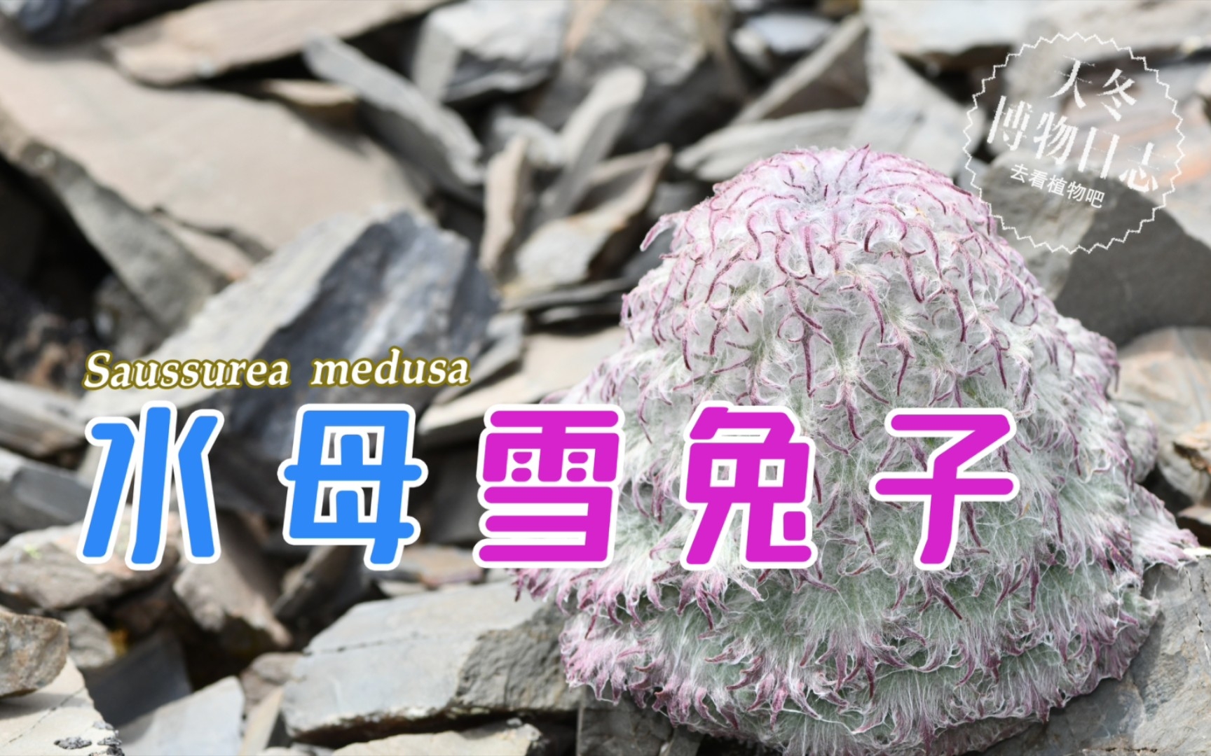 水母雪兔子，这植物凭什么长得怪里怪气，还不许采摘？【天冬博物日志】【去看植物吧】