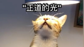 下载七猫免费小说有风险吗 1d37bcd308027795bb807d9a54e12831632e5d00.jpg@280w_158h_1c_100q.jpg