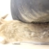 沙发下出现的液态生物，是老鼠还是兔子？