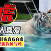 为什么男生都喜欢白虎？全世界各国人，到底有多崇拜白虎