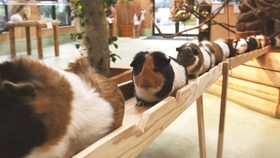 Guinea Pig Treat Recipes: Delight Your Furry Friends with Homemade Goodies