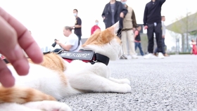 萤火虫漫展原视频 1d613213e736e5e76dbf3833239610be60d0acfb.jpg@280w_158h_1c_100q.jpg