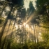 这才是摄影师梦寐以求的光线，清晨在森林里拍到丁达尔效应（耶稣光）！
