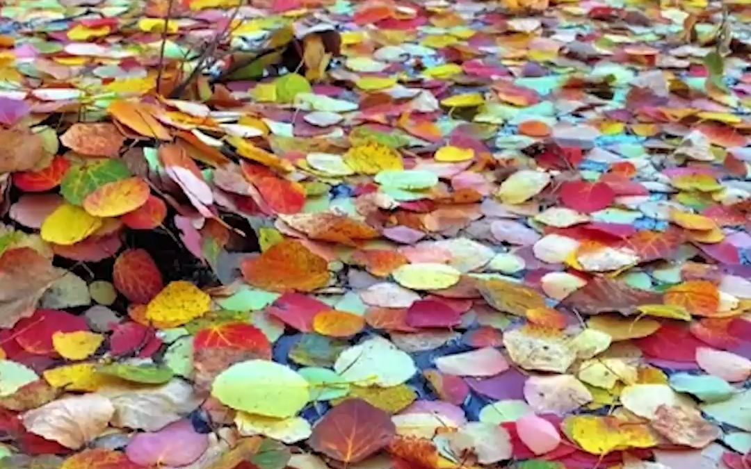 大自然的调色盘惊艳整个秋天！男子拍到“彩虹版”落叶