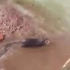 下雨窝被淹了 老鼠潜泳解救他的孩子