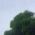 【空镜头】下雨天 | 树 | 雨声