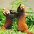 【小熊猫】小能：一起来滚草坪呀！ 草坪：我太难了！