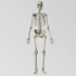 【3D演示】骨骼系统（原版+字幕版）